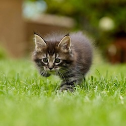 Puppy & Kitten Care