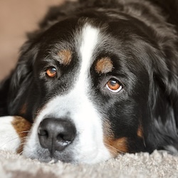 Senior Pet Care